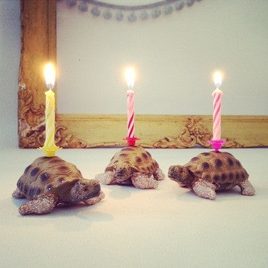 Tortoise Glittery Candle Holder